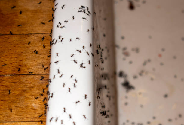 Best Best Pest Control Companies  in Sellersville, PA